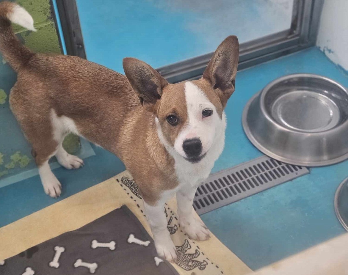 A 5-month-old Border collie mix that was left with its legs tied together outside the Adams County Pet Rescue office.