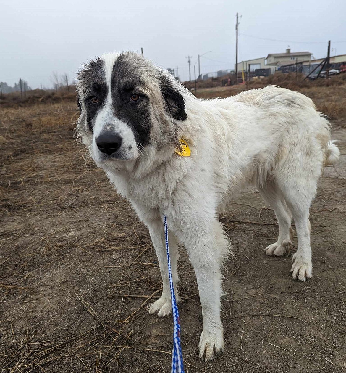 A dog named Grape Holly stands near the Adams County Pet Rescue facility. According to a statement from ACPR, more than 1,390 dogs went through the shelter’s doors in 2023.