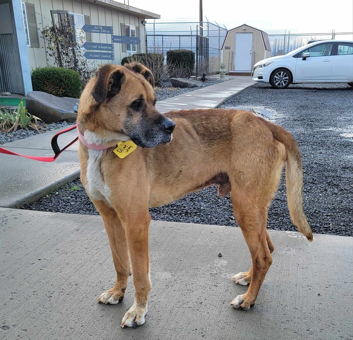 One of Adams County Pet Rescue’s dogs available for adoption, Slim Jim, stands outside the ACPR facility in Othello.