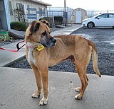 ACPR to keep with existing Adams County contract, planning for the future