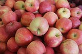 Finding the next popular apple variety is a long process