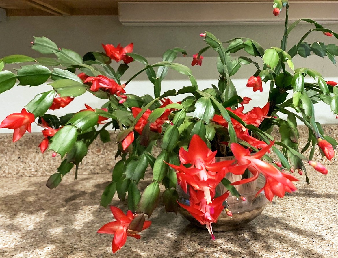 "For 25 years this Christmas cactus has brought me beautiful and plentiful blossoms to welcome the holiday season," wrote Margo Johnson in sharing this Best Shot. If you have a photo that you took that you would like to see run as a Best Shot or I Took The Bee send it in to the Bonner County Daily Bee, P.O. Box 159, Sandpoint, Idaho, 83864; or drop them off at 310 Church St., Sandpoint. You may also email your pictures to the Bonner County Daily Bee along with your name, caption information, hometown, and phone number to bcdailybee@bonnercountydailybee.com.