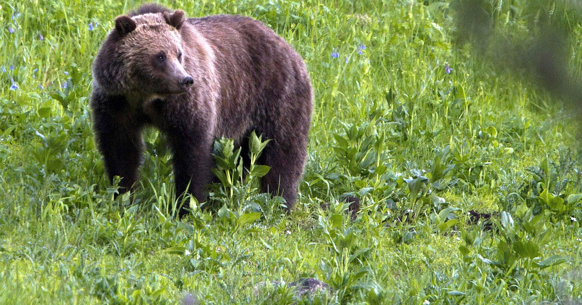 Montana to truck grizzlies into Yellowstone region to improve delisting prospects