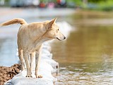 A guide to bathing pets after natural disasters