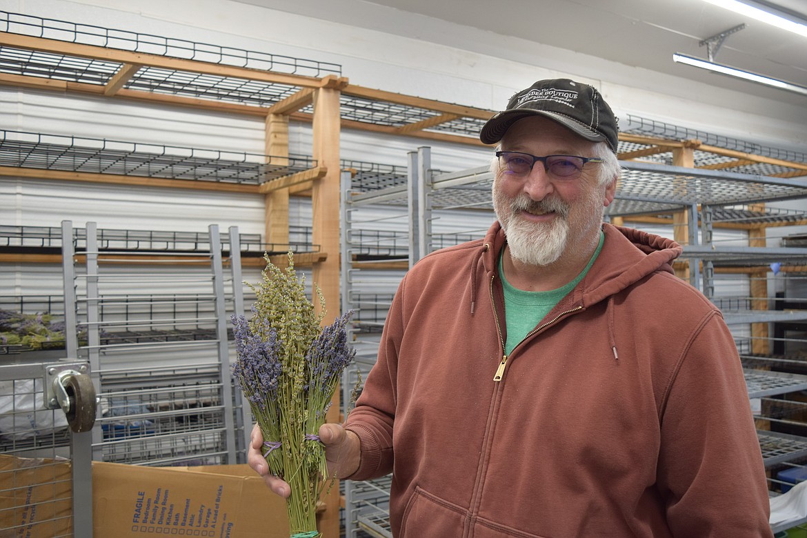 Lavender grower and businessman Joseph Downs holds bundles of lavender plants in a room at Downs’ Lavender Ranch at Crescent Bar where he stores and dries harvested lavender.