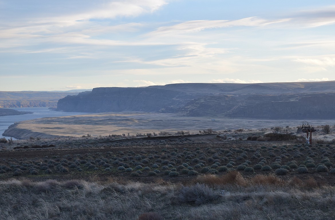 A view from Joseph Downs’ Crescent Bar Lavender Ranch overlooking a patch of lavender plants and the Columbia River.