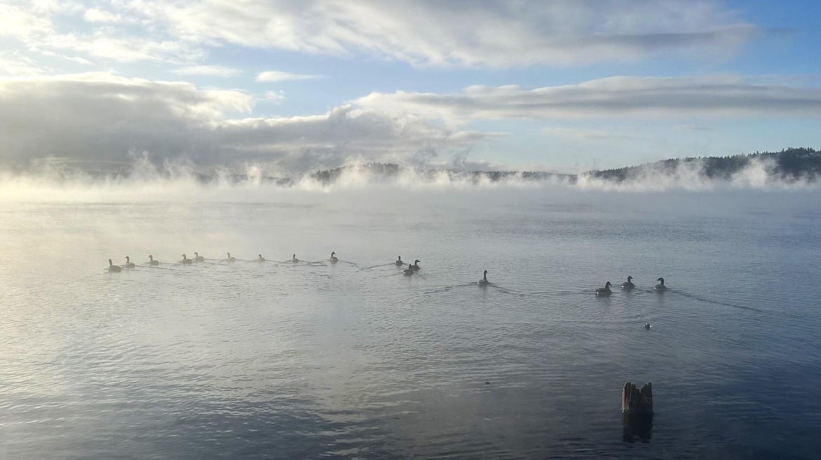 Canada geese head toward the mist on Lake Coeur d'Alene on Friday.