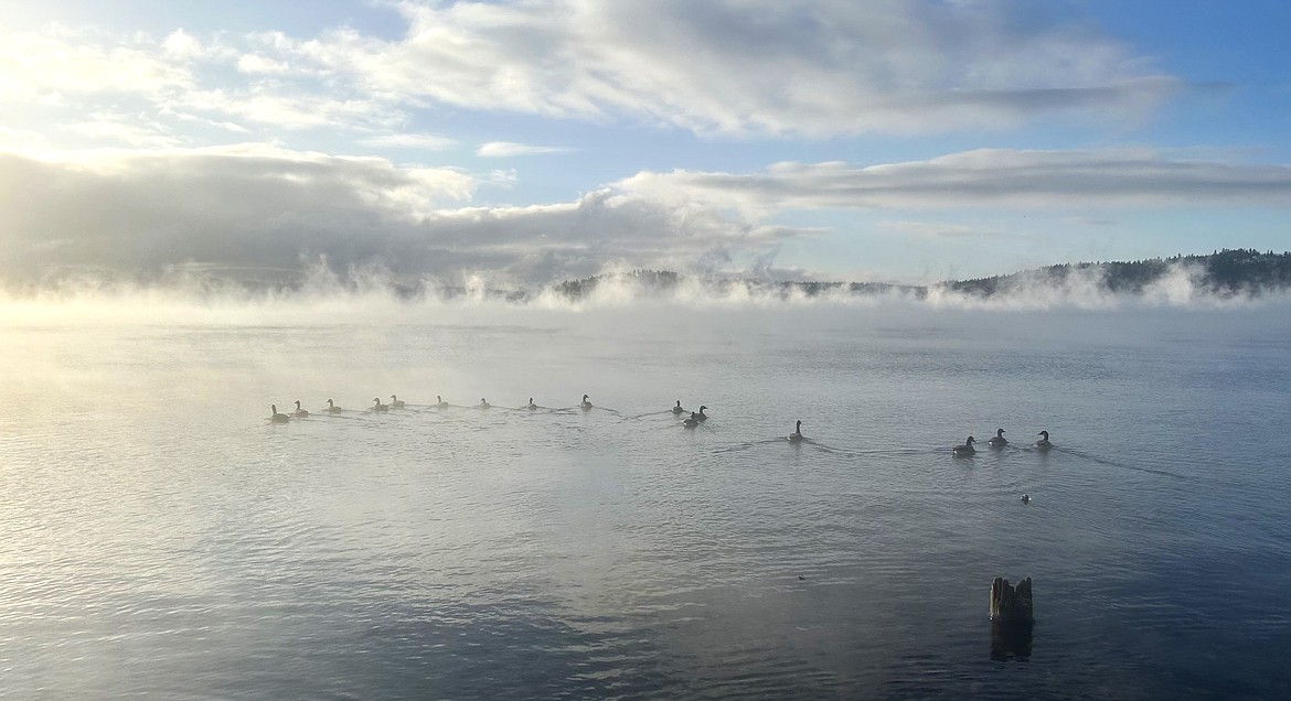 Canada geese head toward the mist on Lake Coeur d'Alene on Friday.