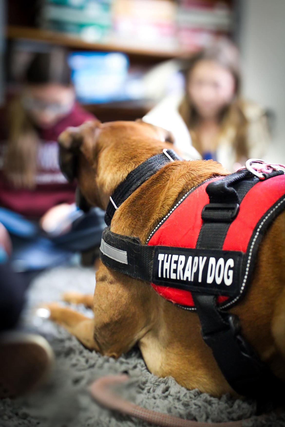 Pepper watches a Sandpoint Middle School student read during a late November visit to the school. The Lake Pend Oreille School District is looking at therapy dogs throughout the district.