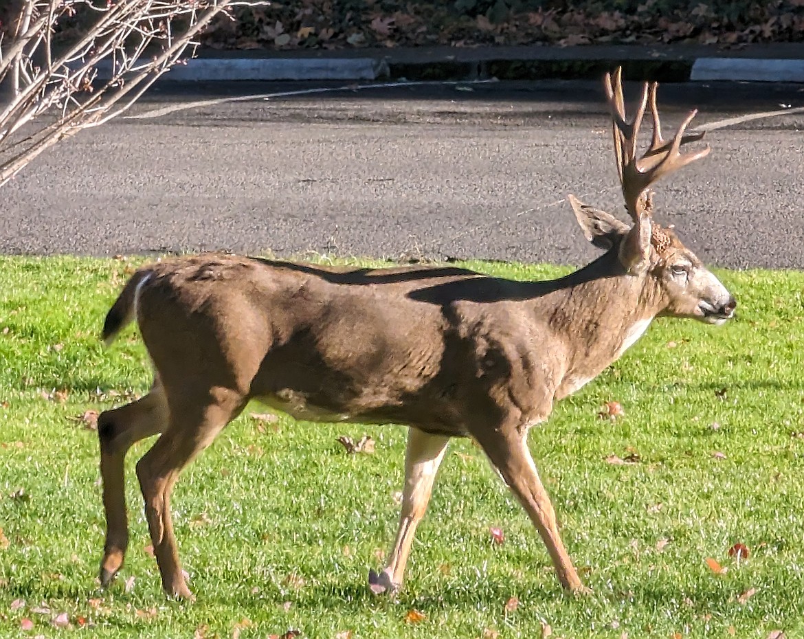 Jack Staff shared this Best Shot of a recent hiking buddy. If you have a photo that you took that you would like to see run as a Best Shot or I Took The Bee send it in to the Bonner County Daily Bee, P.O. Box 159, Sandpoint, Idaho, 83864; or drop them off at 310 Church St., Sandpoint. You may also email your pictures to the Bonner County Daily Bee along with your name, caption information, hometown, and phone number to bcdailybee@bonnercountydailybee.com.