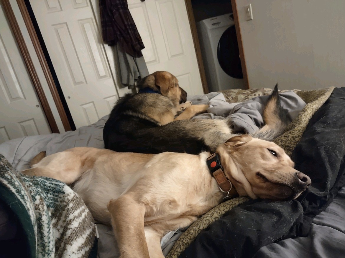 Dogs Sunny and Odin curl up together.