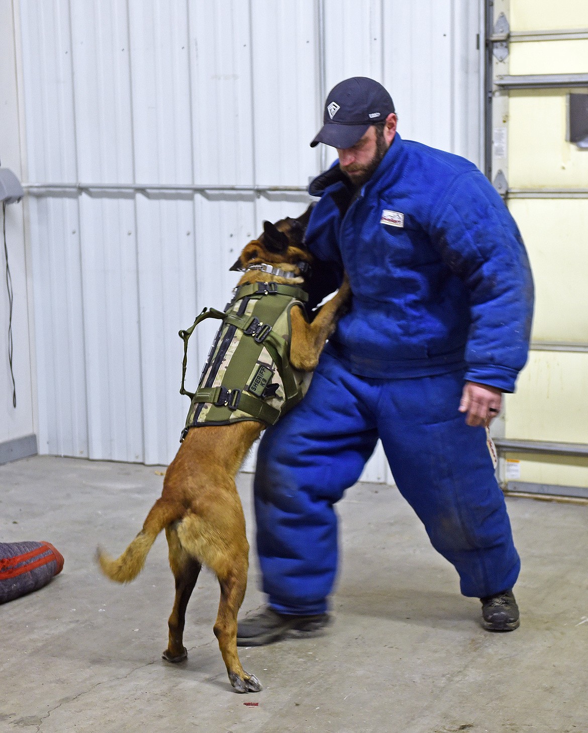 A K9 officer trains with a decoy during a recent selection process for a new handler. (Julie Engler/Whitefish Pilot)