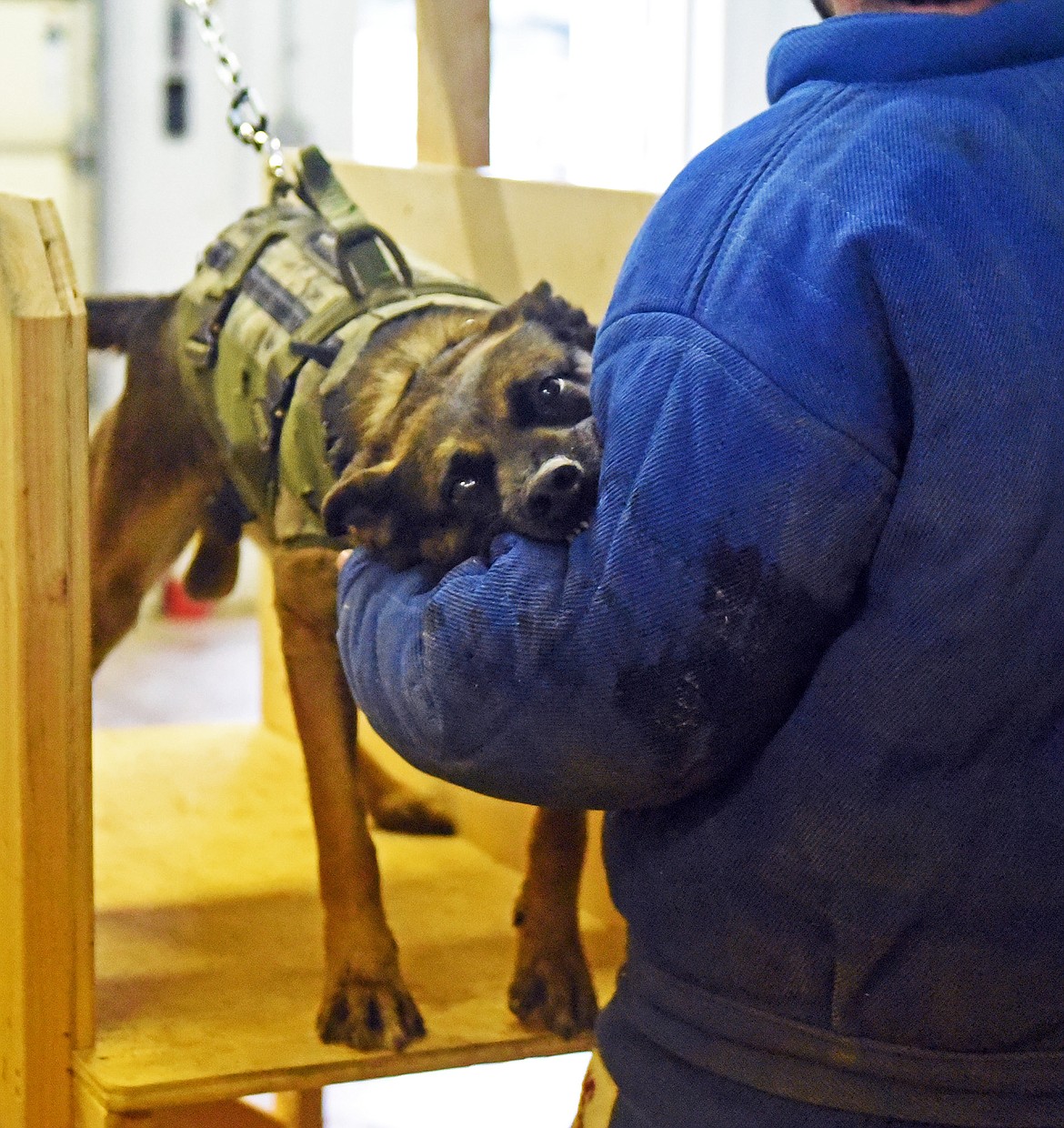 K9 officer Audie practices an upper arm grip. (Julie Engler/Whitefish Pilot)