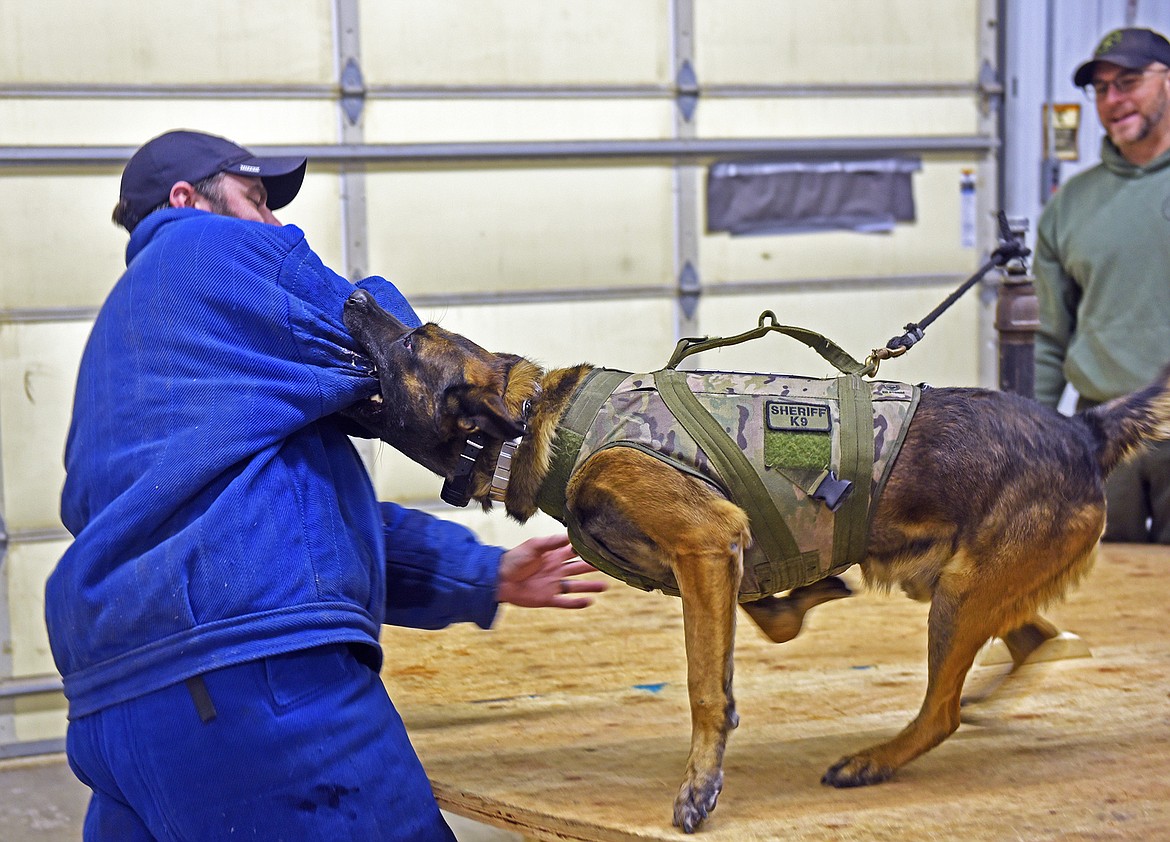 A K9 officer trains with a decoy during a recent selection process for a new handler. (Julie Engler/Whitefish Pilot)