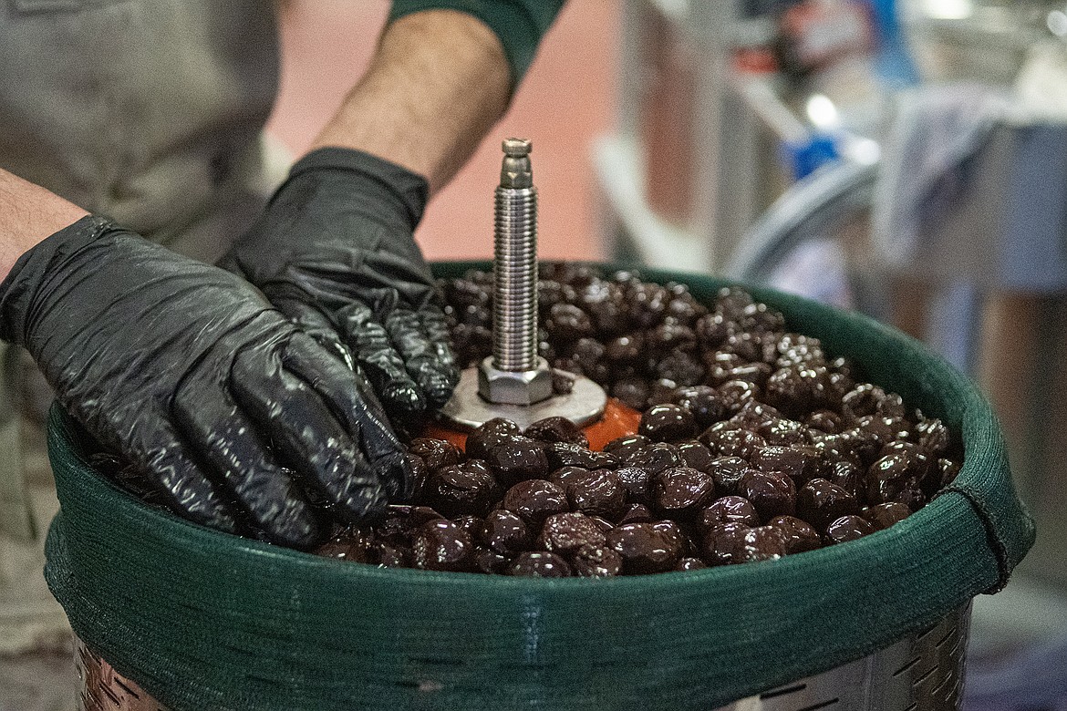 Flathead cherries are hand-pressed at Glacier Distilling Company on Tuesday, Jan. 9. (Avery Howe photo)