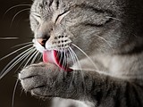 Exploring common types of feline mange
