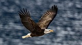 Eagles brave the cold