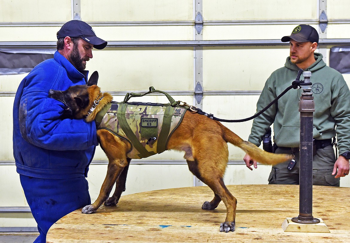 K9 officer Vito trains with a decoy while Deputy Minaglia coaches. (Julie Engler/Whitefish Pilot)