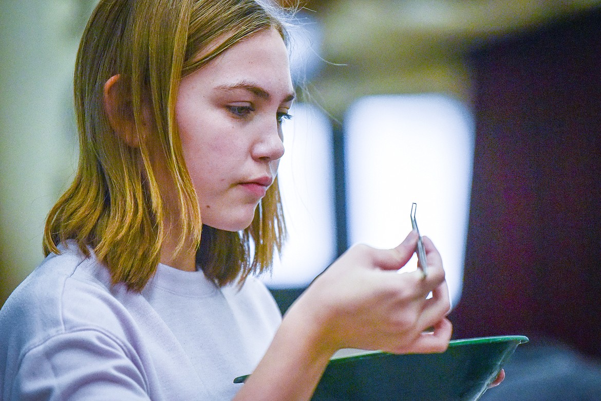 Eighth-grade student Bailey Vonkrosigk uses a tweezer to pick out potential minerals found in the panning process in Kalispell Middle School teacher Kris Schreiner's Montana History class on Tuesday, Jan. 16. (Casey Kreider/Daily Inter Lake)