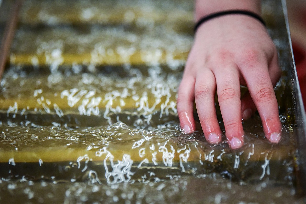 A student helps move material through a sluice in search for gold, garnets and other minerals during Kalispell Middle School teacher Kris Schreiner's Montana History class on Tuesday, Jan. 16. (Casey Kreider/Daily Inter Lake)