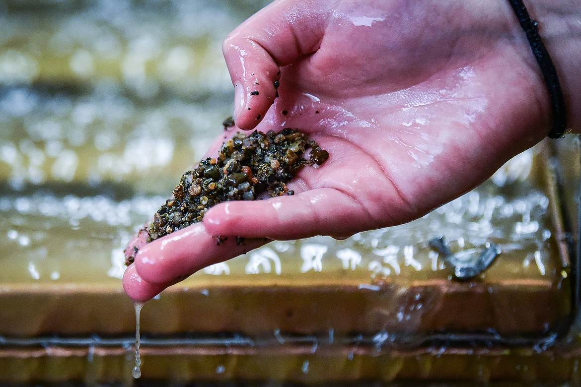 A student searches rocky material for gold, garnets and other minerals as it passes through a sluice during Kalispell Middle School teacher Kris Schreiner's Montana History class on Tuesday, Jan. 16. (Casey Kreider/Daily Inter Lake)