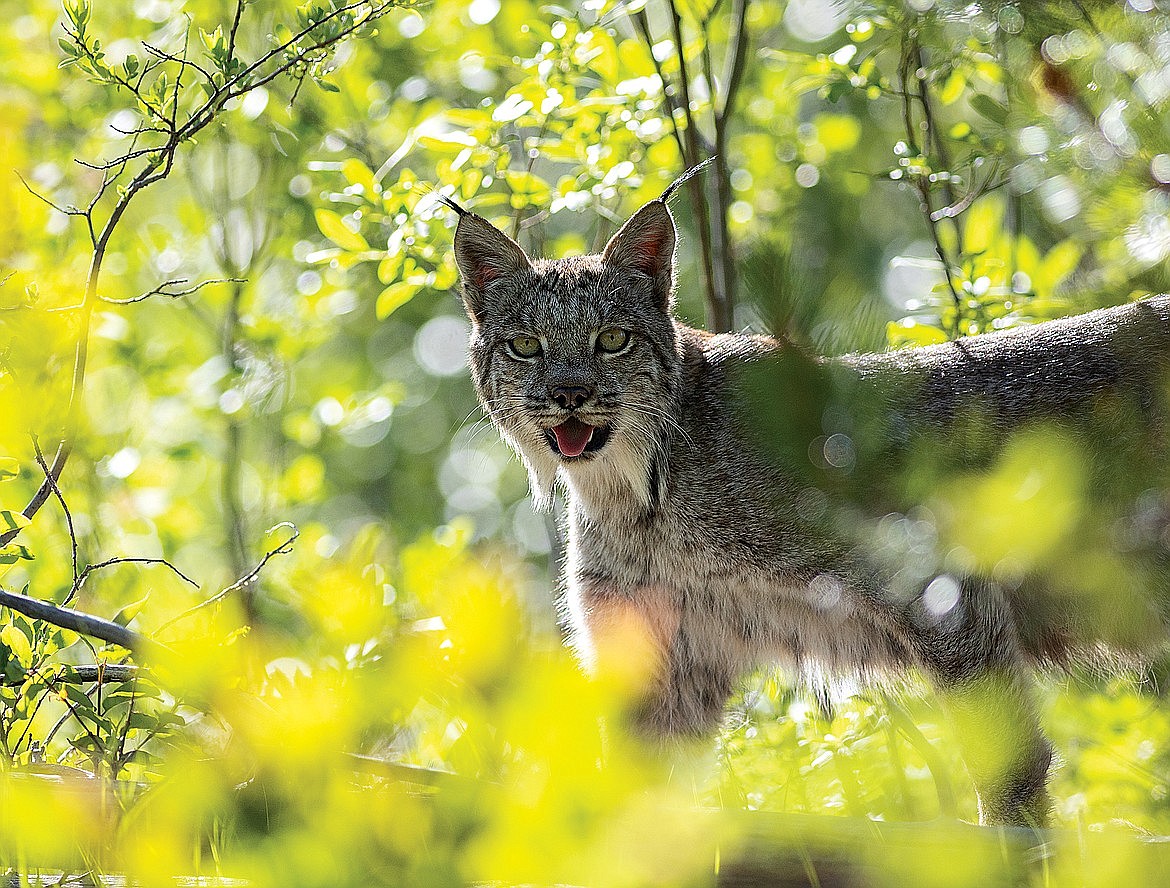 A Canada lynx is a rare sight indeed. The species is listed as threatened under the Endangered Species Act.