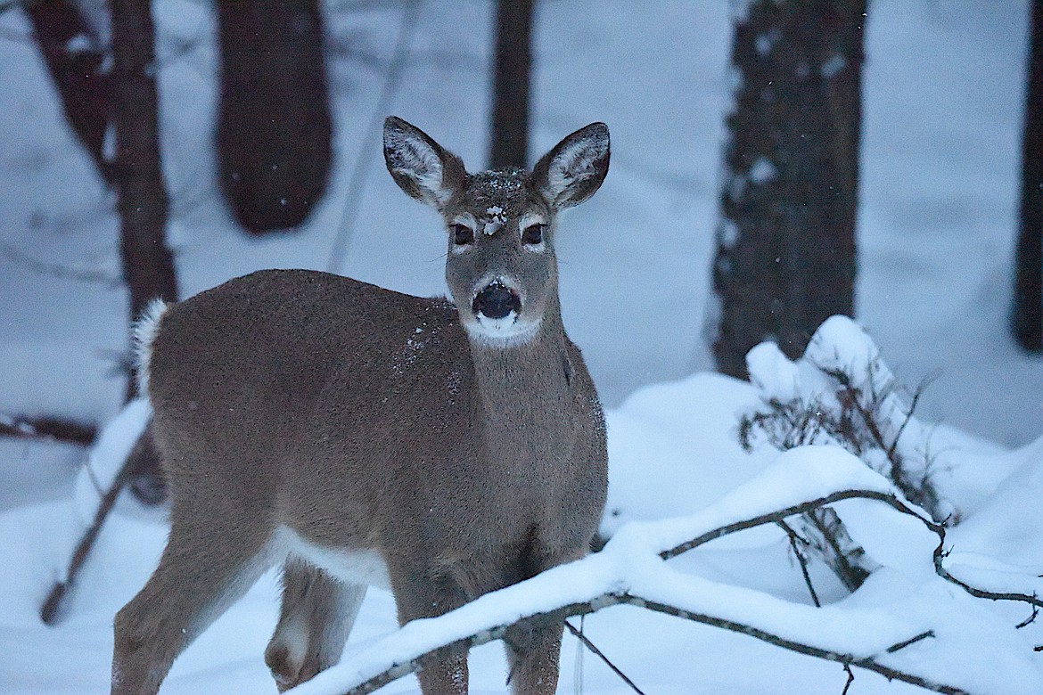 Possibility of wildlife-to-human crossover heightens concerns about CWD ...