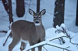 Application deadline for deer and elk permits is April 1