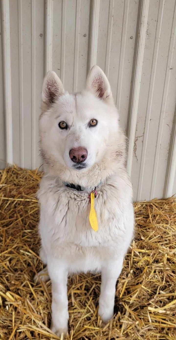 I’m Basin, and I’ve been with the folks at ACPR for a bit, but I’m still hopeful that I’ll get my forever family soon. I love other dogs and children and I like to play with my two-legged friends. I got separated from my last family somehow, but the folks at ACPR and their high school volunteers have been taking good care of me. Still, I’m hoping we can hang out and have fun and that I can take as good care of you as you do of me. Let’s meet up and see if we click.