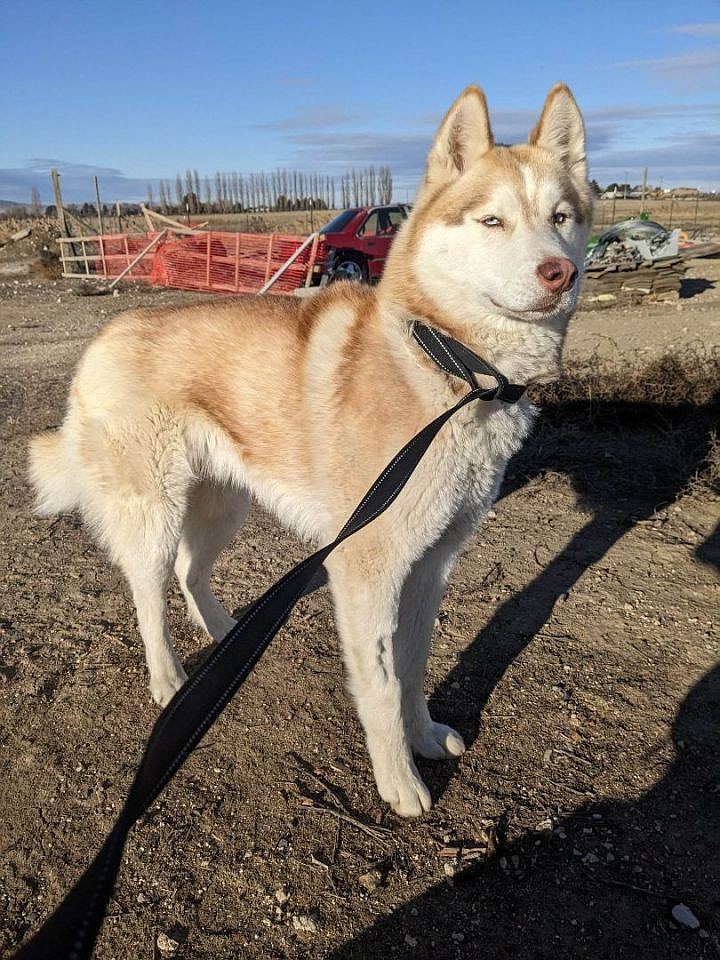 Hey all. I’m Columbia and I’m curious, friendly, athletic, smart and playful. I love the outdoors and walking to spend time with my favorite family. I’m full-grown, so you won’t get any surprise growth spurts out of me and I’m happy to make sure you feel loved all the time. Feel free to scratch my ears and play with me in the snow or out camping together. I know it’s cold for camping right now, but think of the campfire and the roasted marshmallows. I’ve been at ACPR for a while and I’d dearly love a permanent home.