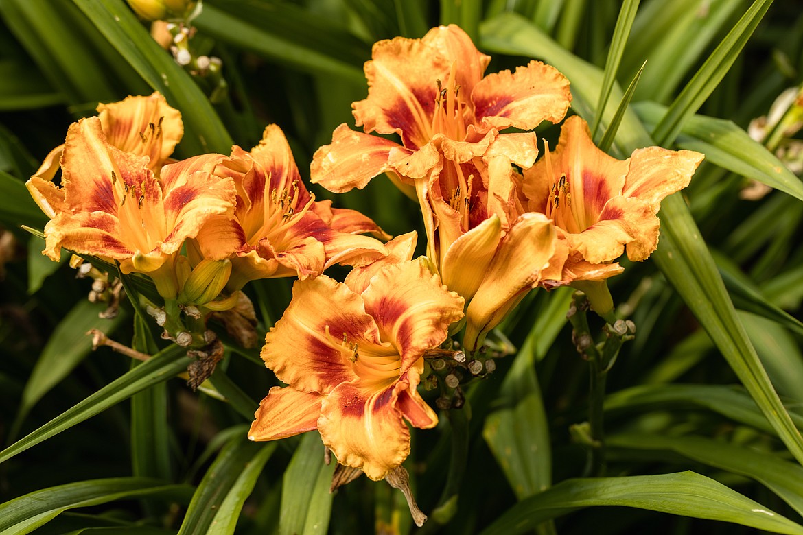 Want a garden that provides both beauty and refuge for butterflies? Look no further than perennials such as daylilies.