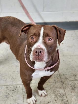 Hi, I’m Hank. Let me save you a few breaths and say this for you, “Awww…. That face!” I know. I get that a lot. I’m a bit over 3 years old and I’m a terrier pit bull mix. I’m hanging out at Grant County Animal Outreach for now, but I’d love to meet you and see how we get along. Swing by for a visit and let’s see if we’re a good match.