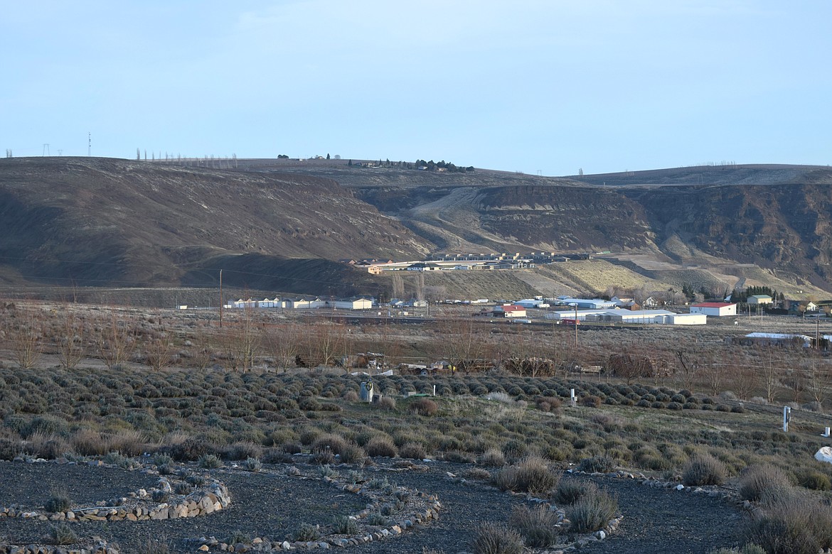 A patch of lavender plants at Joseph Downs’ lavender farm at Crescent Bar, near Quincy. Downs said between the Crescent Bar ranch and his property in East Wenatchee, he grows more than 20,000 plants on 20 acres of land.