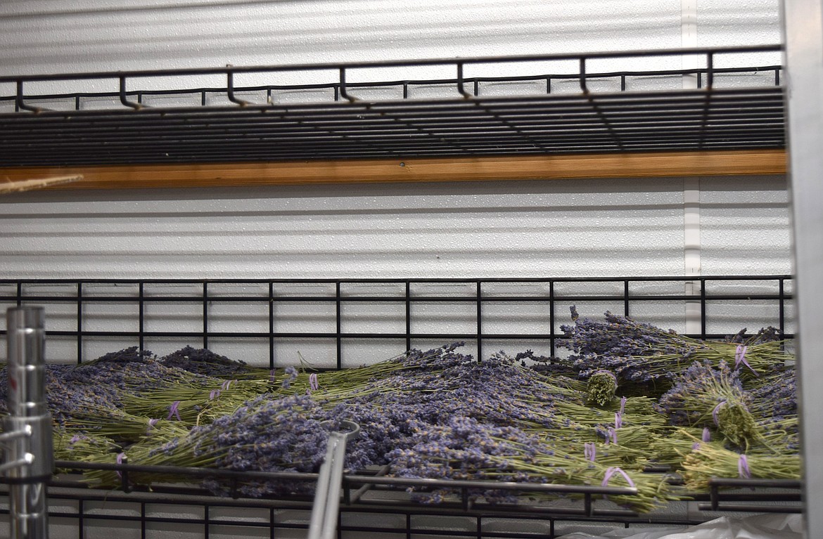 A rack of stored and drying lavender harvested from Joseph Downs’ Lavender Ranch near Quincy.