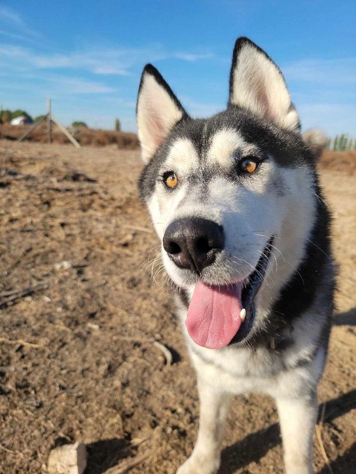 Nice to meet you. I’m Lucky, and you’re lucky to meet a doggo like me. I like other dogs and having my coat brushed. I tend to be a happy pup and I get the zoomies a lot. I’d love to go on walks to keep both of us healthy and a day trip to the Cascades for some hiking wouldn’t go amiss either. Let’s meet up and see if I can be your Lucky charm. I’m easy to visit in Othello and I’d like to see you stop by ACPR.