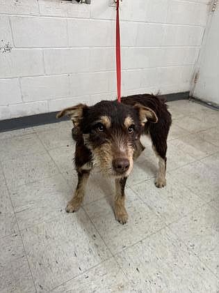 Hiya. I’m Rupert and I’m a terrier, wirehaired-fox mix. I’m officially the foxiest dog at GCAO and I believe I’m possibly the smartest, and obviously unbiased in saying that. I enjoy walks, naps, snacks and lots of attention. Come talk to the folks at GCAO to learn a bit more about me and say hello while you’re in so we can get to know one another.