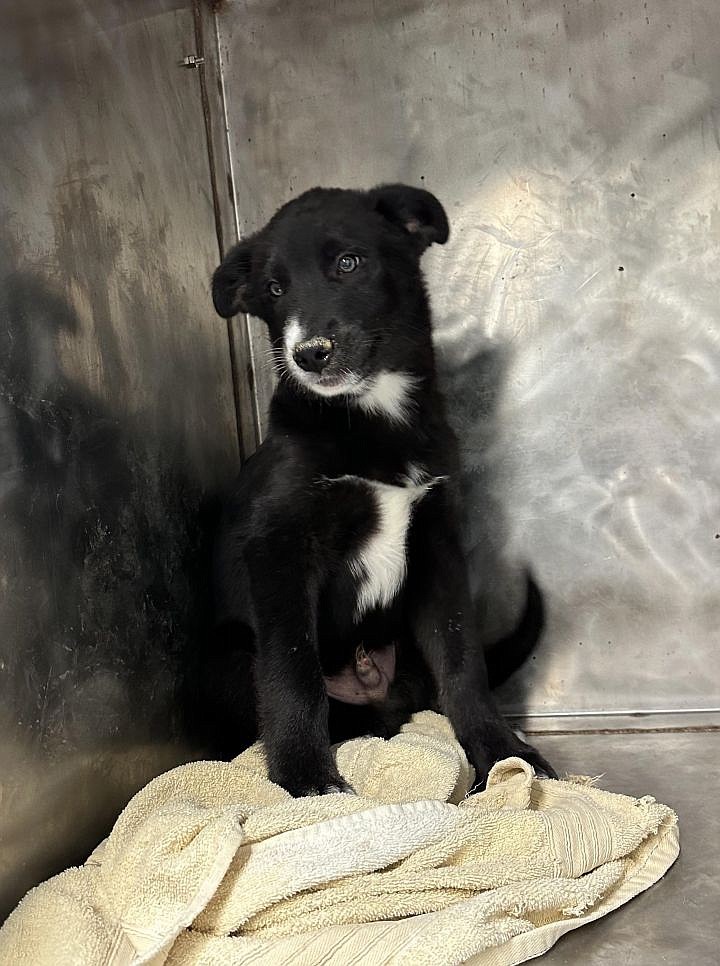 I’m Willy Wonka and, oddly, chocolate is apparently not good for me, but that doesn’t mean I can’t watch you enjoy a bit. Just maybe toss me a dog biscuit and we can have tasty treats together. I’m a border collie mix and I’m friendly, playful, smart and curious according to my friends at ACPR. I like dogs, cats, children and bacon – just in case you forgot that part. I’d be happy to come to your home and love you for the rest of my days – and I should have a lot of days, cuz I’m just a puppy still.