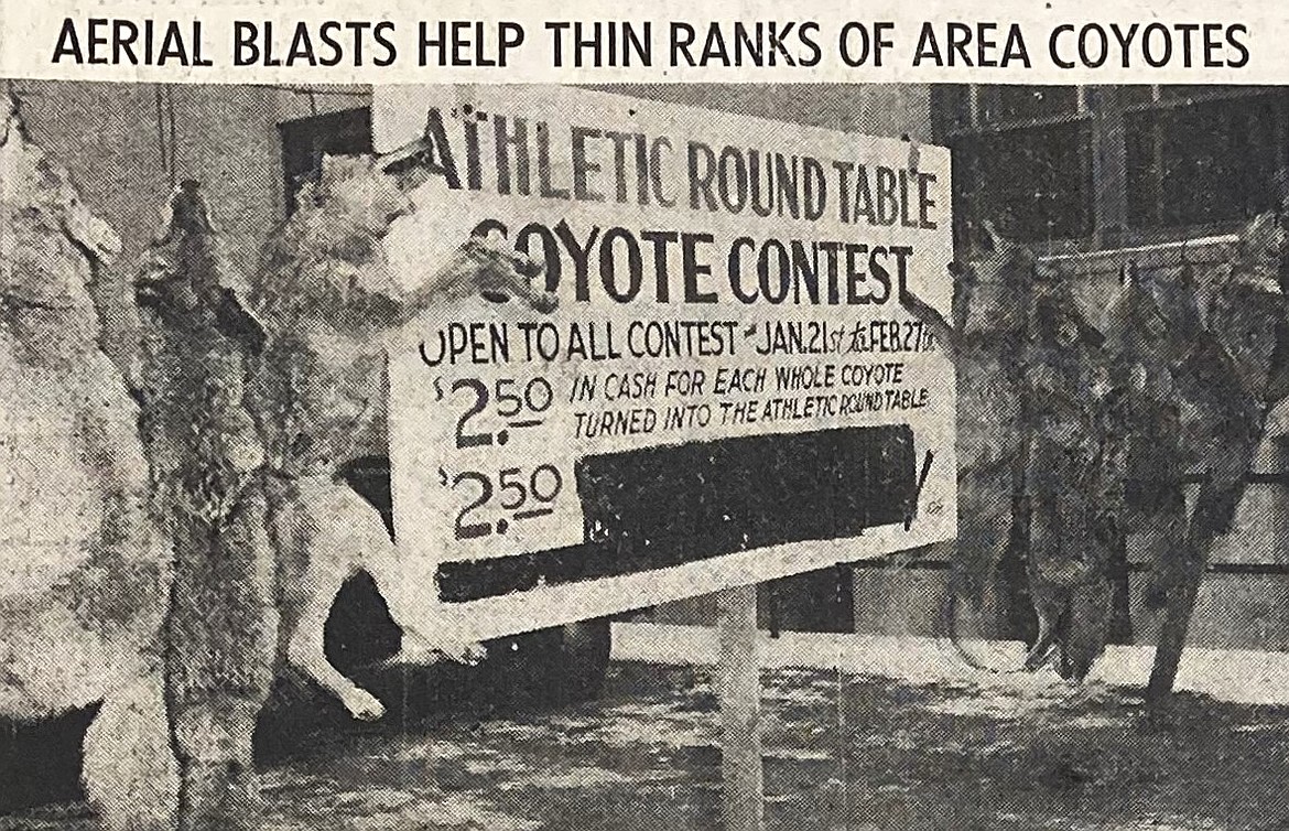 The carcasses of 13 coyotes were hung on an oversized clothesline west of the Desert Hotel as part of an Athletic Round Table contest to eliminate the predators.