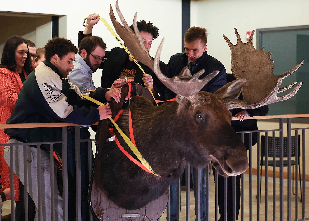 Students from the Alexander Blewett III School of Law steal Bertha the moose from the W.A. Franke College of Forestry and Conservation. (UM News Service photo)