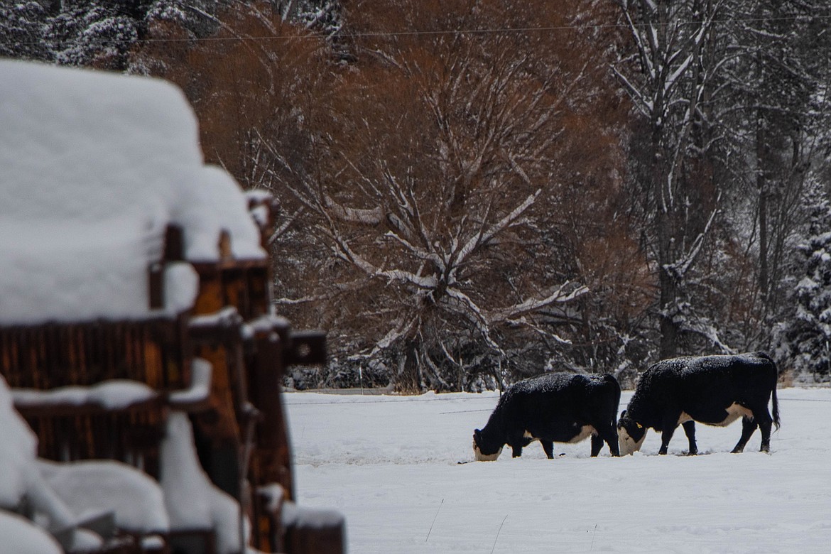 Cows roam the parcel of land where the St Michael & All Angels Wood Ministry in Fortine is located. (Kate Heston/Daily Inter Lake)