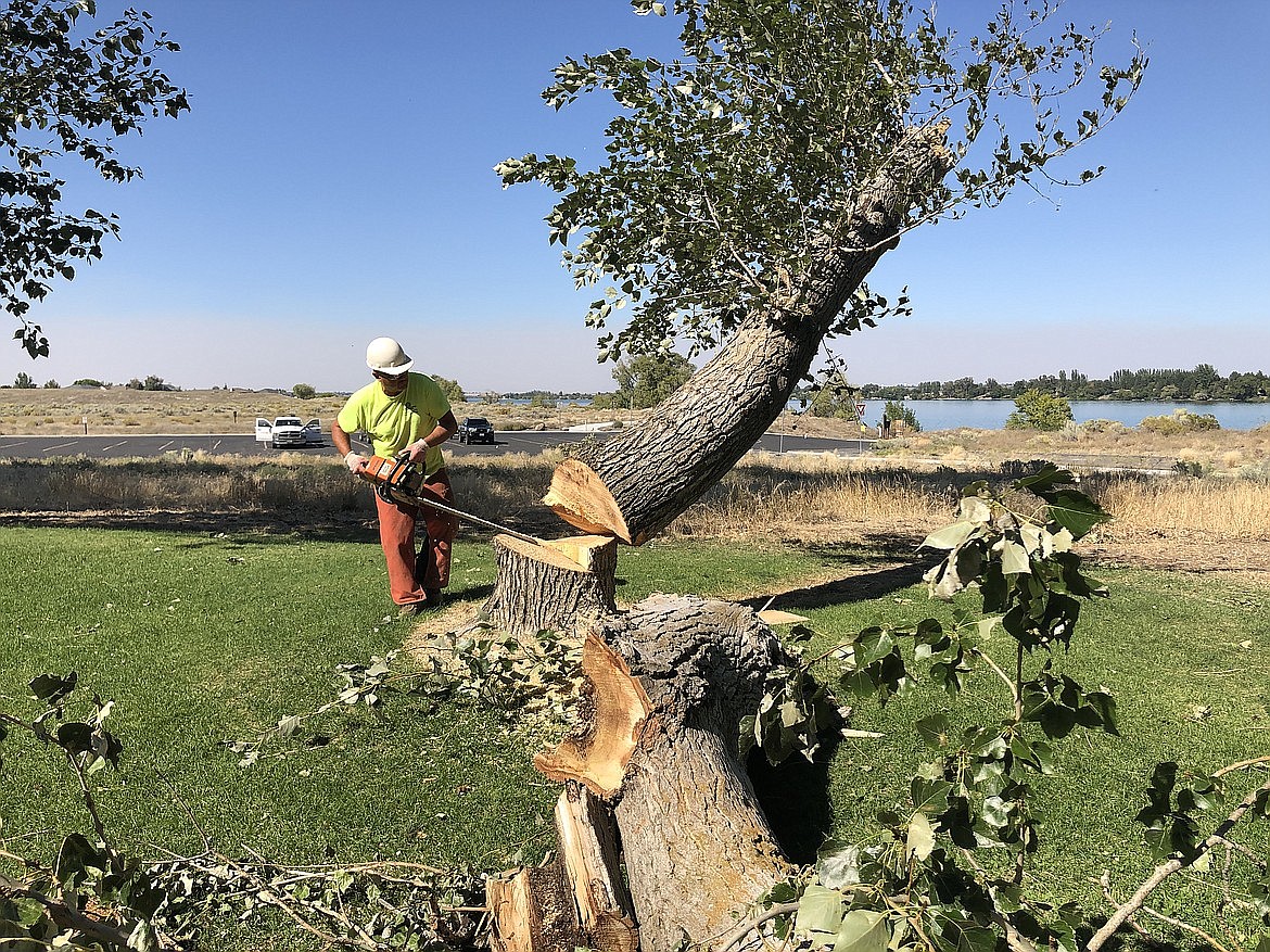 Moses Lake city staff cleaned up damaged trees in Blue Heron Park after a storm in September of 2020. Weather doesn’t appear to be that severe this upcoming week, but residents should be prepared for cold, sloppy weather.