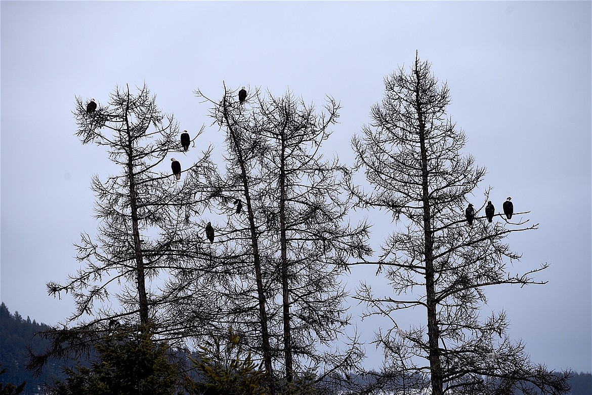 Several bald eagles perch in trees Saturday at the Lincoln County Landfill. A county employee said as many as 125 eagles have been counted at the facility in recent days. (Scott Shindledecker/The Western News)