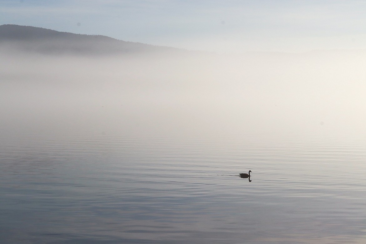A Canada goose goes it alone as it glides through the mist on Lake Coeur d'Alene at Sanders Beach on Monday.