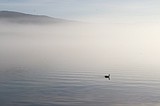 Alone in the mist