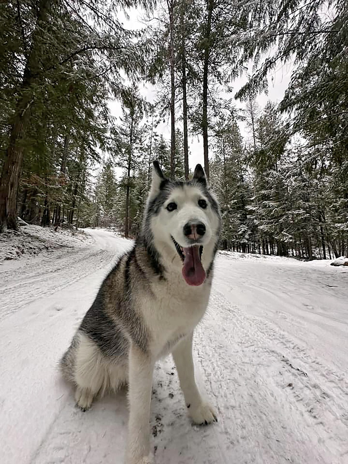 Lorrie Blore shared this Best Shot of a four-legged family member in response to a Daily Bee Facebook post asking readers to share their favorite recent photo. If you have a photo that you took that you would like to see run as a Best Shot or I Took The Bee send it in to the Bonner County Daily Bee, P.O. Box 159, Sandpoint, Idaho, 83864; or drop them off at 310 Church St., Sandpoint. You may also email your pictures to the Bonner County Daily Bee along with your name, caption information, hometown, and phone number to bcdailybee@bonnercountydailybee.com.