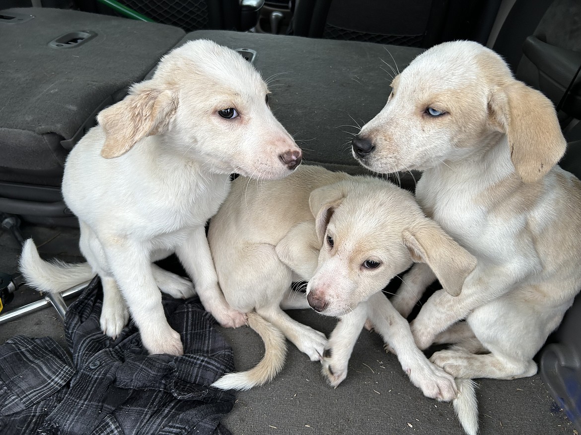 Three puppies found abandoned Tuesday sit in the back of a vehicle after being brought to Companions Animal Center.