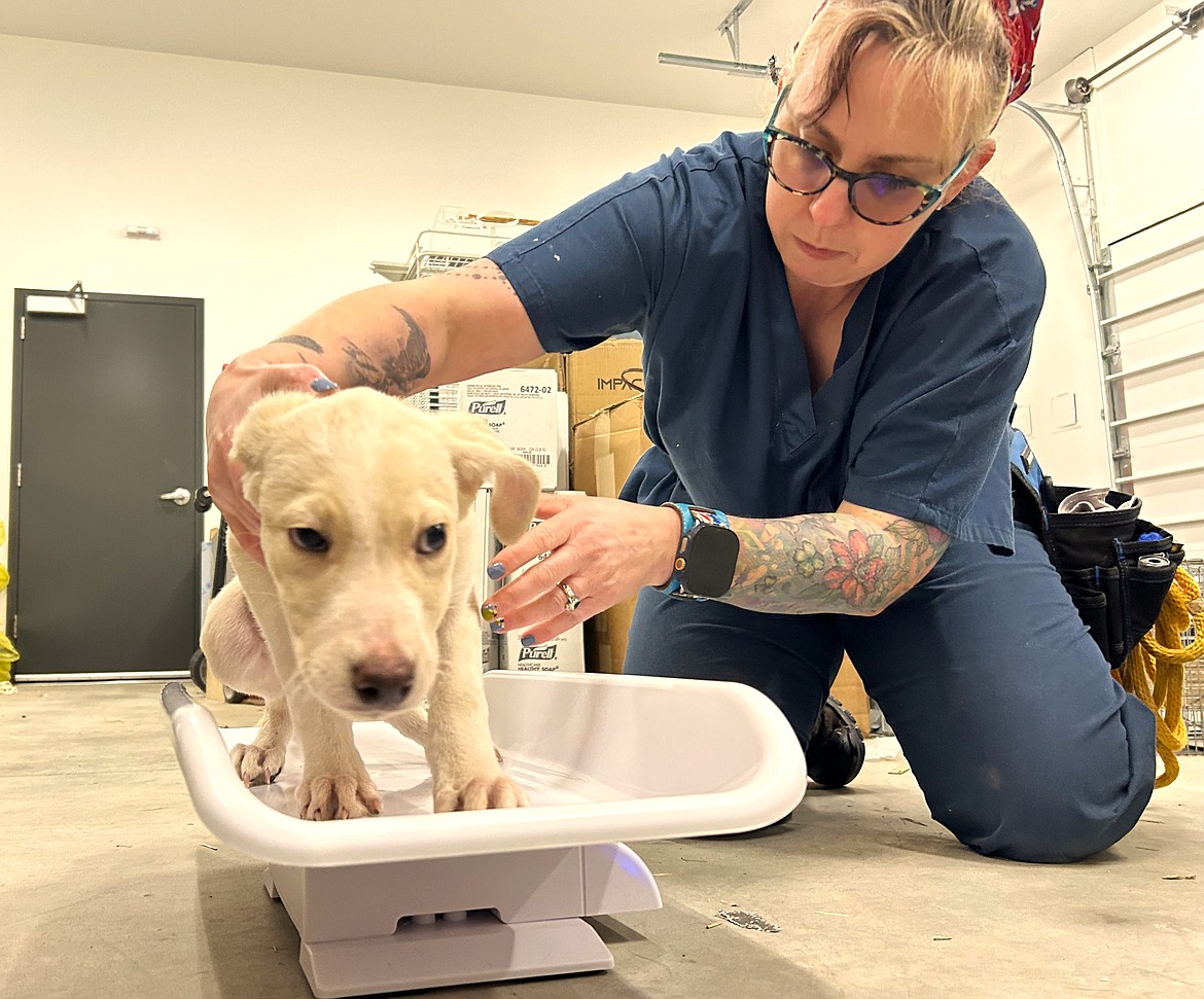 Candace Clark Brailey weighs one of three abandoned puppies brought to Companions Animal Center on Tuesday.