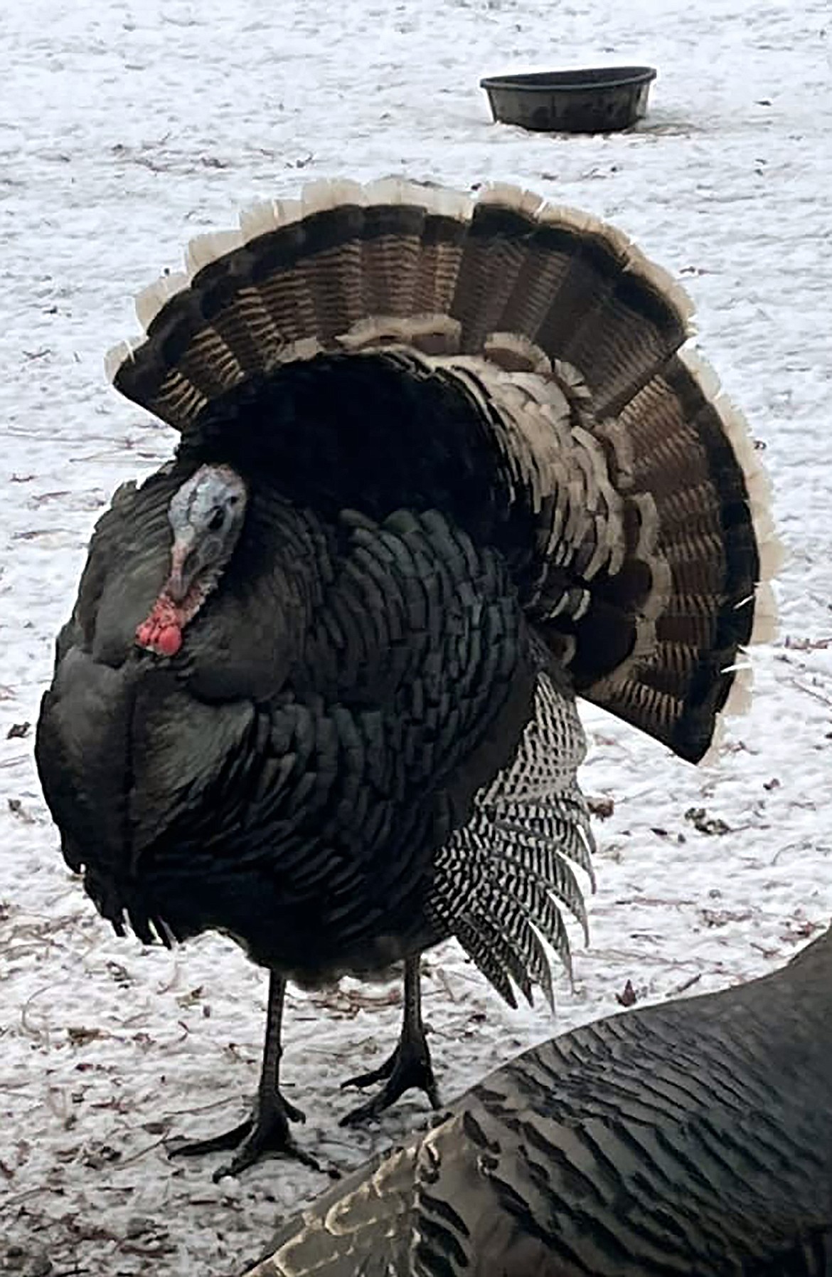 Diana Rogers shared this Best Shot taken of a large turkey that made it through the holiday season unscathed. If you have a photo that you took that you would like to see run as a Best Shot or I Took The Bee send it in to the Bonner County Daily Bee, P.O. Box 159, Sandpoint, Idaho, 83864; or drop them off at 310 Church St., Sandpoint. You may also email your pictures to the Bonner County Daily Bee along with your name, caption information, hometown, and phone number to bcdailybee@bonnercountydailybee.com.