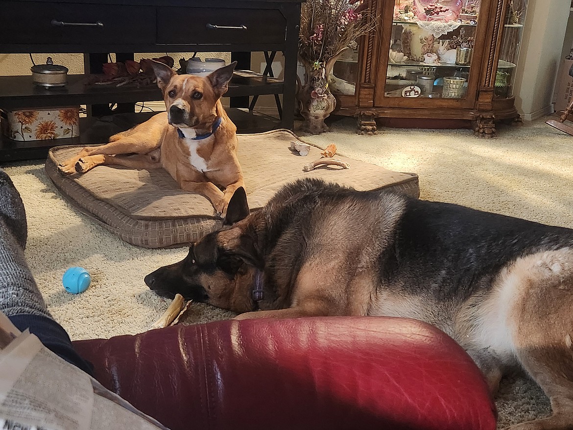 George, a dog that roamed the streets with other dogs for four years, is happy in his new home after being adopted a week ago. He is seen here with his new best friend, Barron.