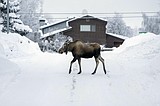 It's so cold and snowy in Alaska that fuel oil is thickening and roofs are collapsing